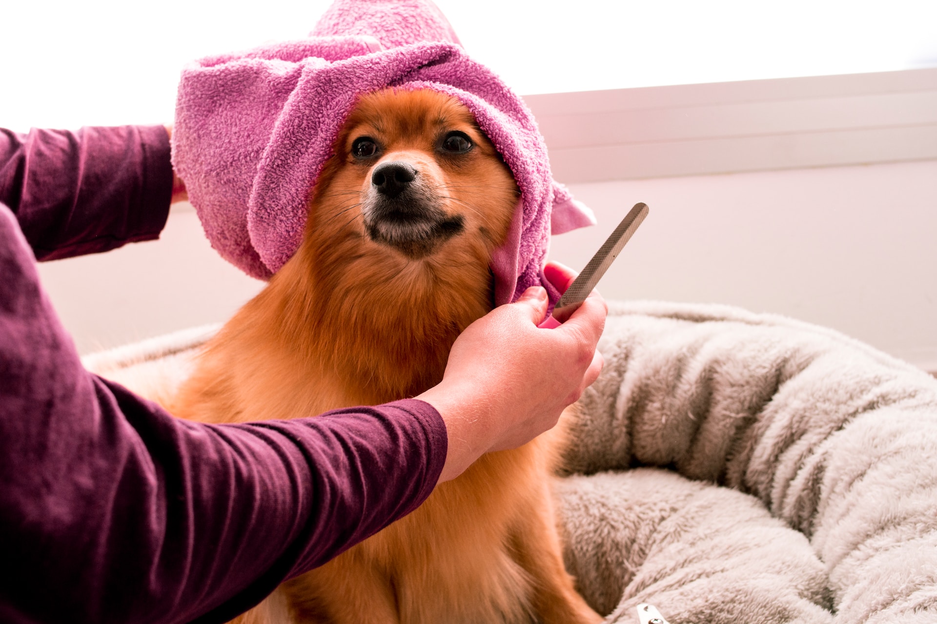 Dog Grooming Pathway Course